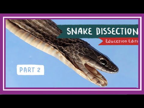 Snake Dissection (Part 2. Internal Anatomy) || Once Bitten, Twice Shy [EDU]