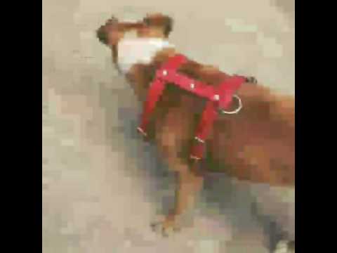 Efren Reyes - #ClubCaninoNicolasRomero