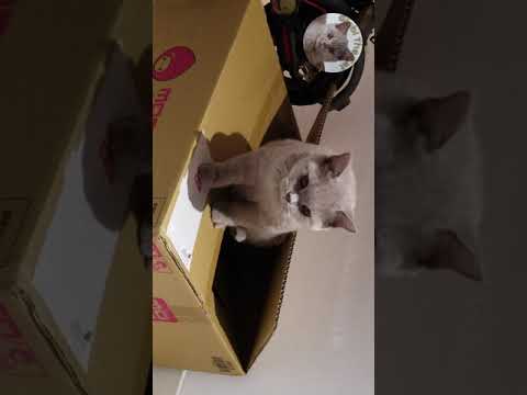 British Shorthair Cat Living in a box- #shorts