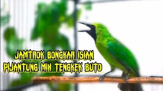 Download lagu JAMTROK EMOSI Nembak PIJANTUNG Mix TENGKEK Buto- Cucak Ijo Bongkar Isian Kasar mp3