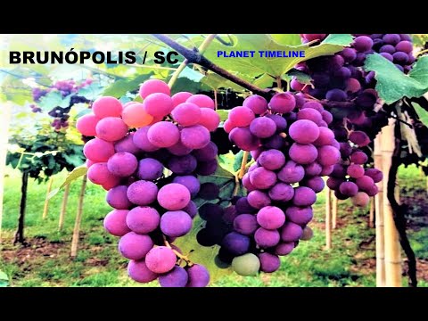 BRUNÓPOLIS / SANTA CATARINA - PEQUENA E ENCANTADORA