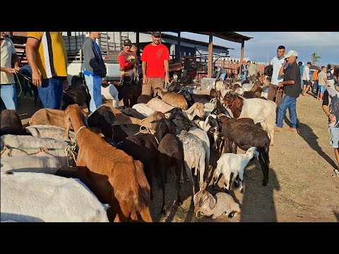 FEIRA DE ANIMAIS DE LAGOA DE PEDRAS-RN 24.11.2025
