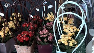 От 10 до 40 лв. струва букет цветя за първия учебен ден в Хасково