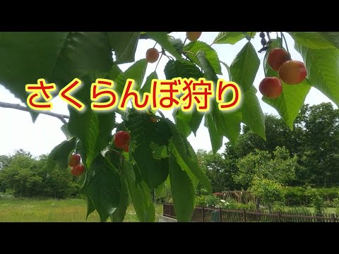 さくらんぼ狩り:さくらんぼ収穫のヒント 庭の練習