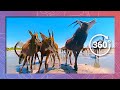 Sable Antelope At Waterhole Wildlife In 360 VR