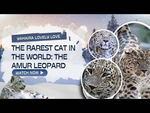 The Rarest Cat in the World: The Amur Leopard #yahairalovelyloves #gamingwithyahaira #supremosdrinks