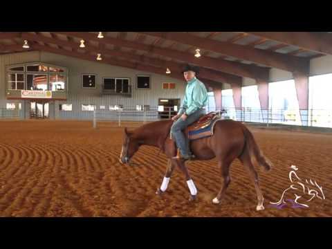 Teaching Your Horse To Guide Part 1 - Billy Williams