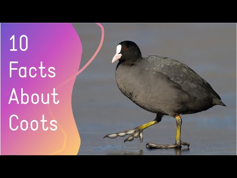 10 Facts About Coots