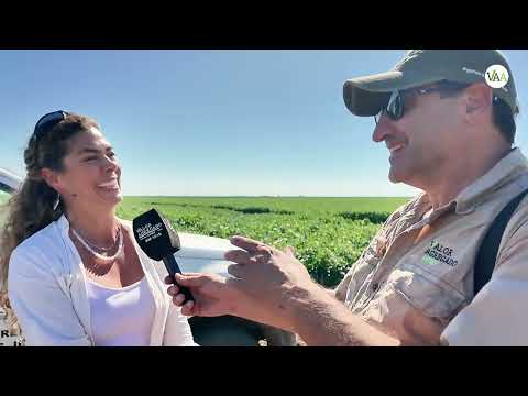 INTA Huinca Renancó y SDL evaluaron  el comportamiento de  variedades de soja y maíz EN mATTALDI