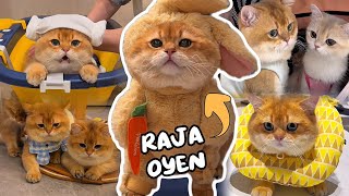 Download lagu The Latest Compilation of Oyen (Cabinet) Cats & Their Cuteness | A Must-Watch 🤣😆 mp3 Download lagu The Latest Compilation of Oyen (Cabinet) Cats & Their Cuteness | A Must-Watch 🤣😆 mp3