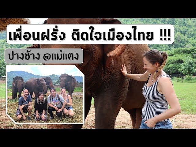 เพื่อนต่างประเทศ ติดใจเมืองไทย มาเที่ยว Elephant Nature Park เชียงใหม่ ฝึกภาษาอังกฤษ