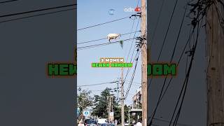 Download lagu These are the 3 funniest random animal moments mp3 Download lagu These are the 3 funniest random animal moments mp3