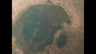 snakeskin.missy elliot