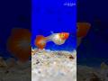 Koi Guppy Female Fully Loaded Aquarium Guppy Guppies Guppyfish Beautiful