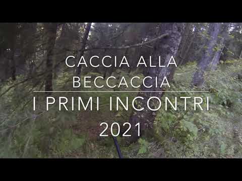 Caccia alla Beccaccia  i primi incontri 2021