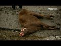 The Unexplained Files - Cattle Mutilation