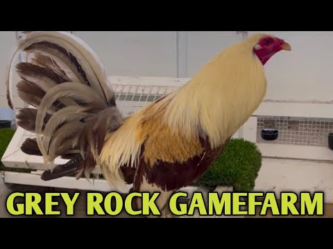 Golden Grey Roundhead Kelso - GREY ROCK FARM