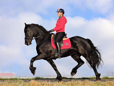 Stal Okkema's Veerle - Bartele x Tije- mare - in foal - 1.62m - 2014