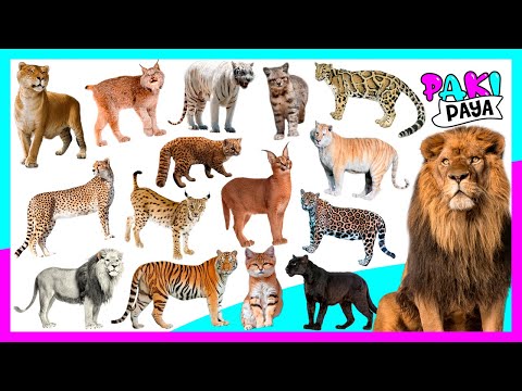 TYPES OF FELIDS! - Felines 🐈 🐯 Fantastic felines: a world of wild cats