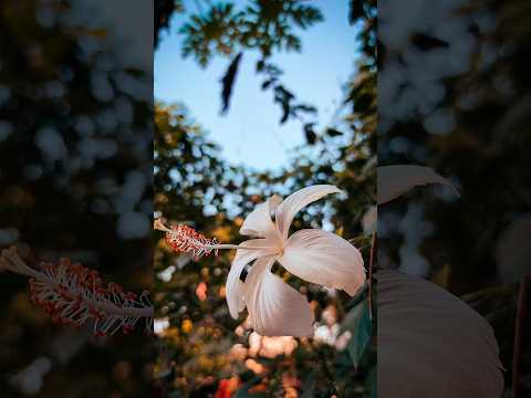 Creative Photography Tips and Trick with Phone using pro Mode  | Mobile Photography Hacks #shorts