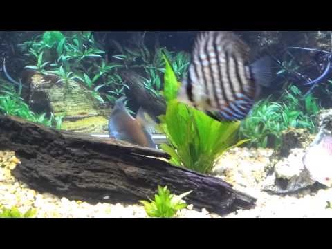 my black arowana and discus fish tank update