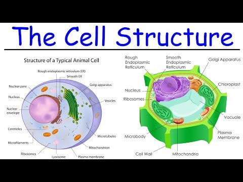 Biology - Intro to Cell Structure - Quick Review!