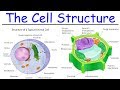 Biology Intro To Cell Structure Quick Review