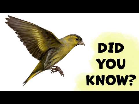 EURASIAN SISKIN What Should You Know?