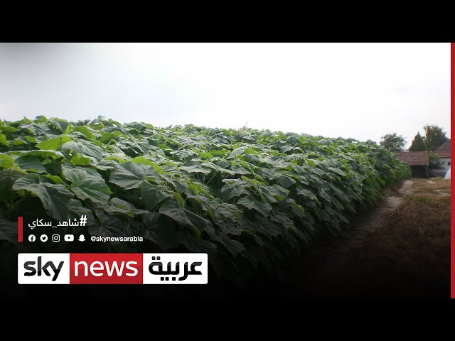 بذور شجرة باولونيا الصينية ( Paulownia elongata )