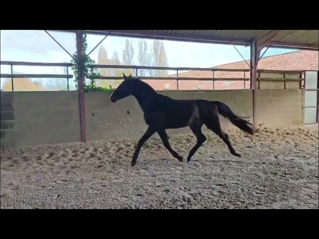 Hongre SF de 4 ans par Unaniem x Master Van de Helle