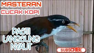 Download lagu MASTERAN CUCAK KOPI mp3 Download lagu MASTERAN CUCAK KOPI mp3