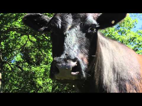 Missouri -- "The Show-Me State"