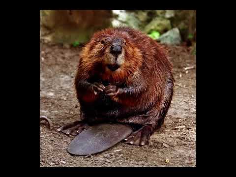 GaryTheBeaver 1 - 3 Deck Drum & Bass Set