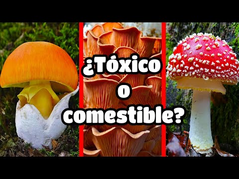 🍄Cómo RECONOCER 5 especies de HONGOS o SETAS COMESTIBLES (en menos de 5 minutos🤯)