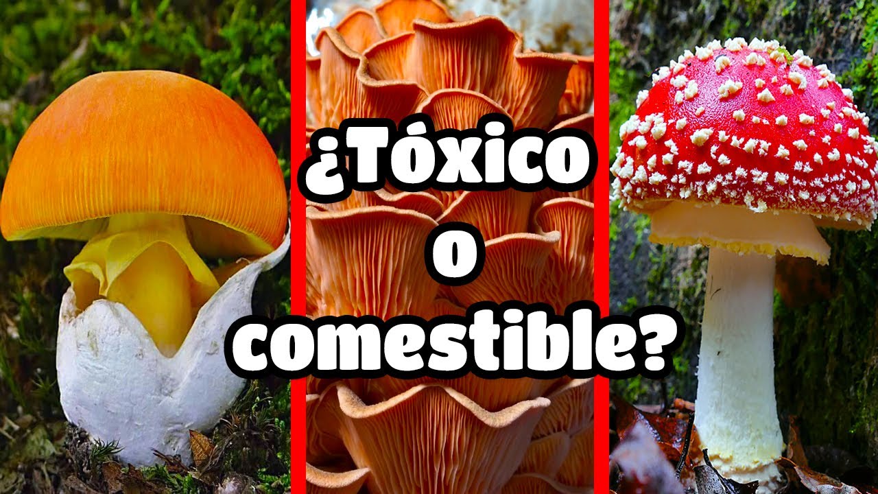 🍄How to RECOGNIZE 5 species of EDIBLE MUSHROOMS (in less than 5 minutes🤯)