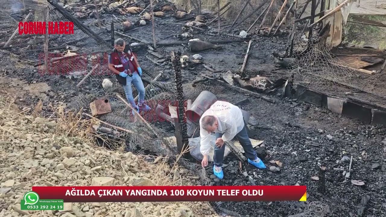 Çorum’da ağılda facia: 100 koyun telef oldu