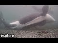 Strider Rubbing Beach Underwater Powered By EXPLORE Org