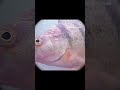 Video Thumbnail for Yellow perch, not shy at all #fishing #icefishing #shorts