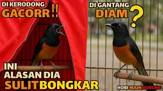 Download lagu Chirping at Home, Still Quiet on the Perch?! This Is Why Murai Birds Are Difficult to Breed! mp3