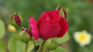 Download lagu You Mean Everything To Me - Neil Sedaka: with Lyrics(가사번역) mp3 Download lagu You Mean Everything To Me - Neil Sedaka: with Lyrics(가사번역) mp3