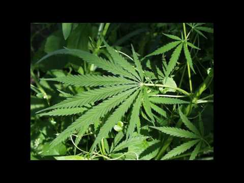 Puka Kozmetika ft. Klan Istok - Show what Za Mara