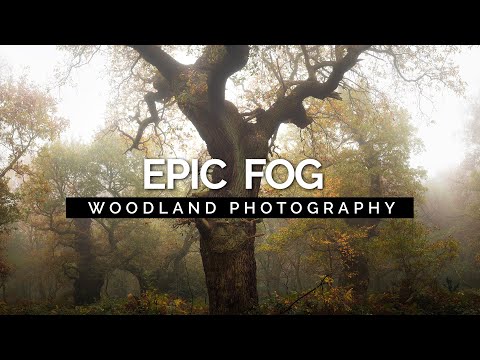 Fog Vlog Photography From An Ancient Foggy Sherwood Forest