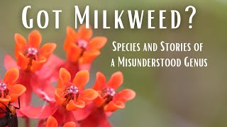 Got Milkweed? Species and Stories of a Misunderstood Genus