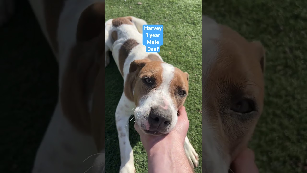 Harvey, a ADOPTABLE mixed breed in Seward, NE video 3/3