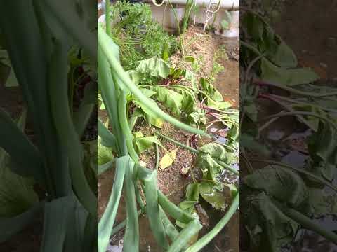 Issues in the sandponics