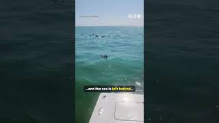 Hundreds of birds are stuck on the water, so a boat crew helps 🐦❤️  #BirdRescue #WildlifeRescue