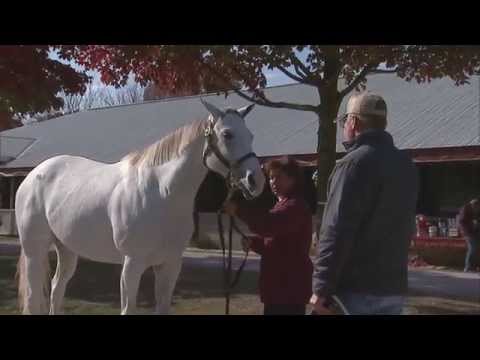 Keeneland Nov. Sale Hip 66 - Egg Drop