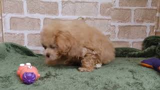 ハーフ犬の動画01