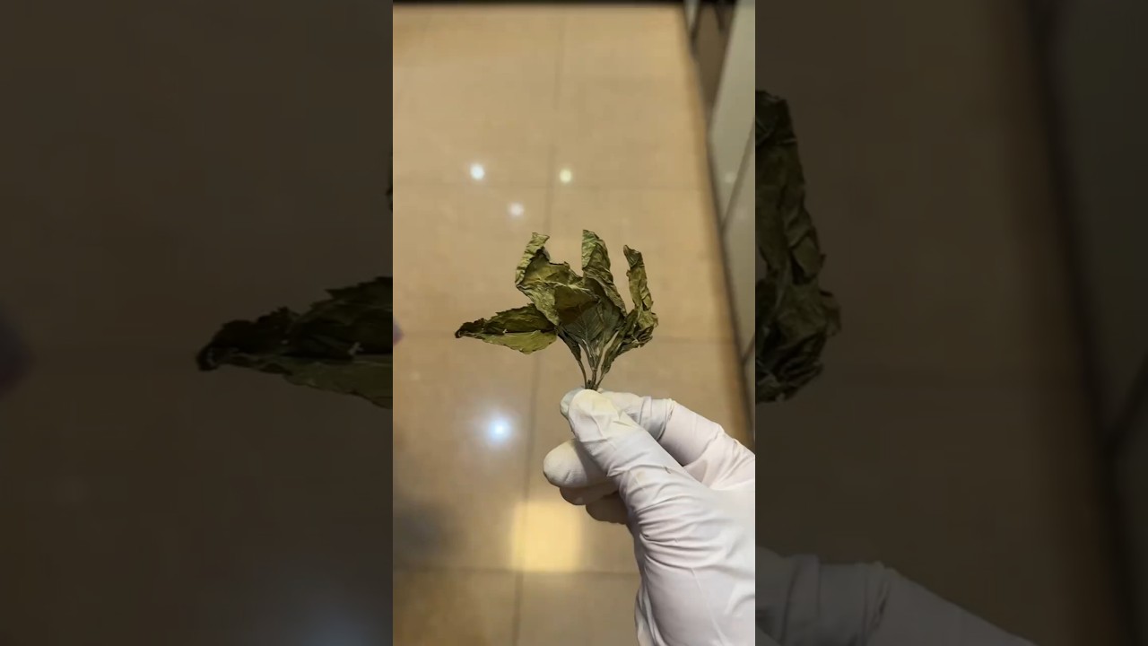 穿回s码的快乐水 #健康 #食疗小妙招 #养生茶 #三伏天 #薄荷