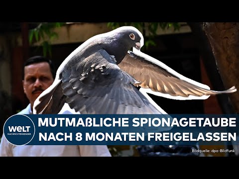 INDIEN: Behörden-Fail! "Spionage-Taube" wurde acht Monate lang gefangen gehalten!
